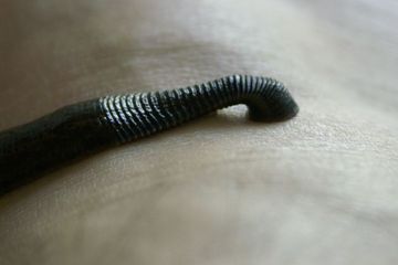 darkleech.jpg
